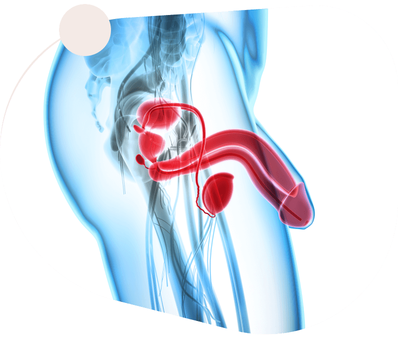 Illustration de l'anatomie montrant le fonctionnement de RISEFUEL
